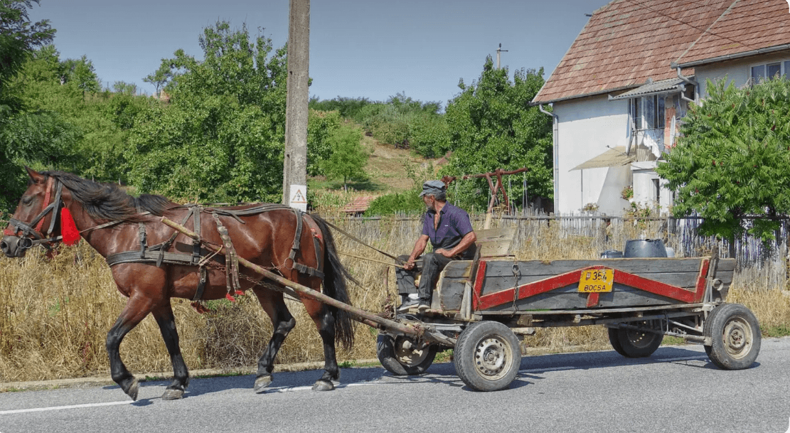 Canicula oprește animalele de tracțiune. ANSA interzice exploatarea acestora în orele fierbinți ale zilei