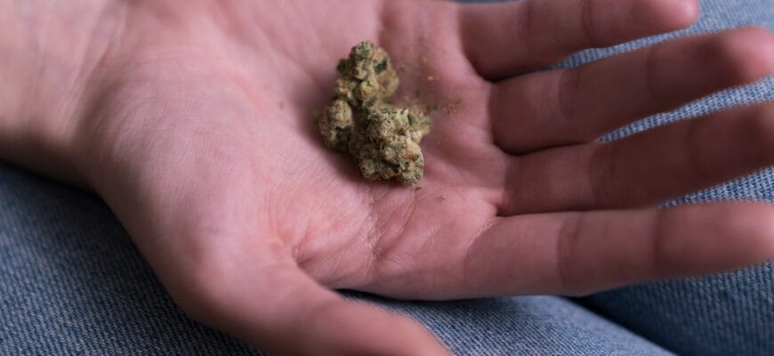 person holding cannabis buds